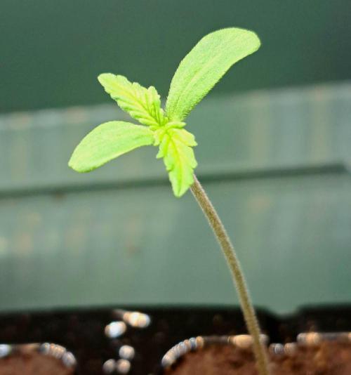 When Guava Turns to Ice!. Week 0