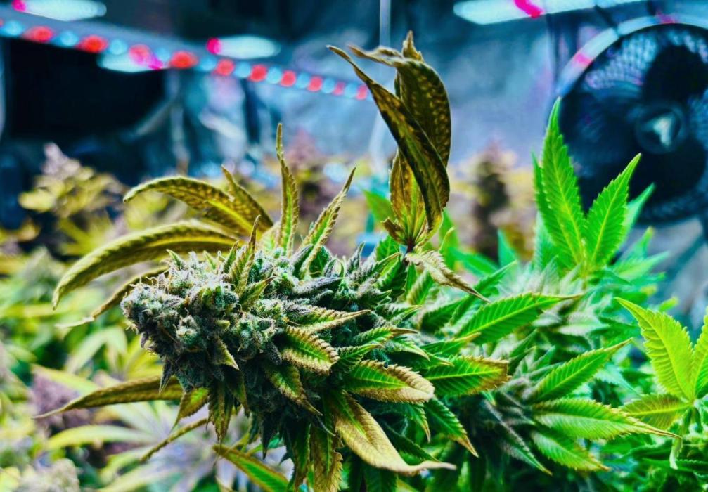 Frozen cherry runtz - Growers Choice. Week 21