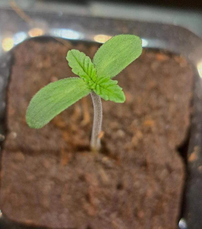 Let’s Get Juicy 🍊. Week 0 - 2 Tage nach der Keimung 