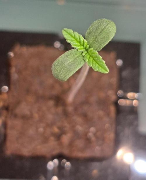 Interstellar Bloom. Week 0