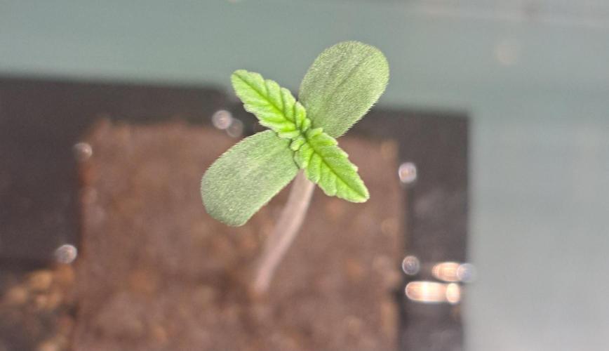 Interstellar Bloom. Week 0