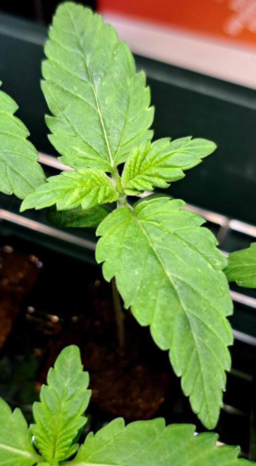 Interstellar Bloom. Week 1