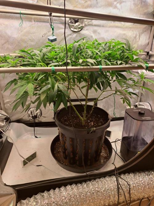 Frozen Cherry Reloaded 🍒❄️. Week 7