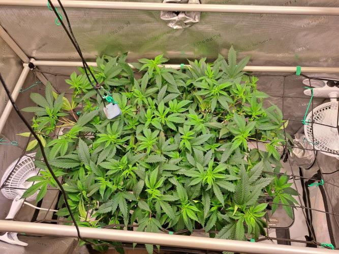 Frozen Cherry Reloaded 🍒❄️. Week 7