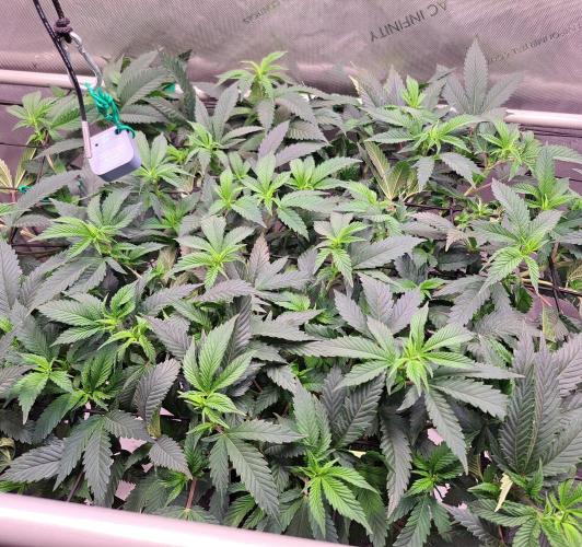 Frozen Cherry Reloaded 🍒❄️. Week 7