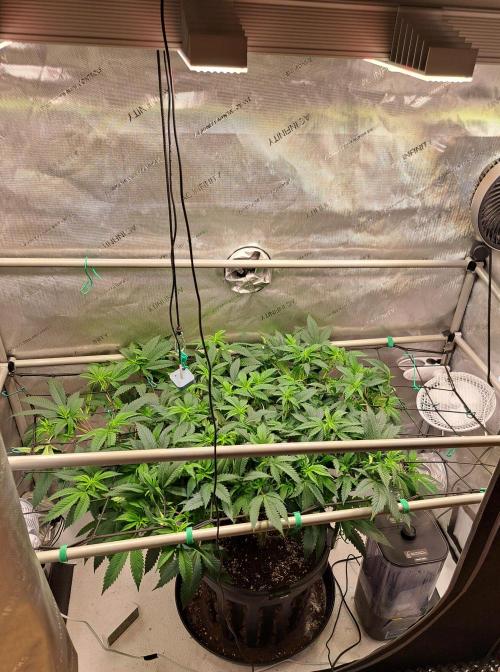 Frozen Cherry Reloaded 🍒❄️. Week 7