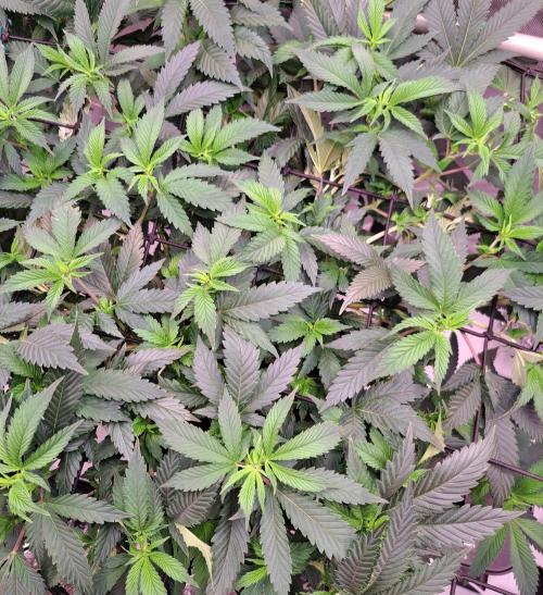 Frozen Cherry Reloaded 🍒❄️. Week 7