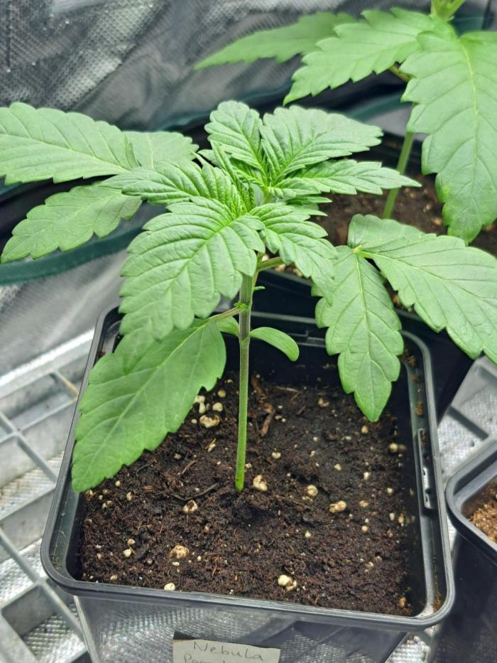 Interstellar Bloom. Week 2