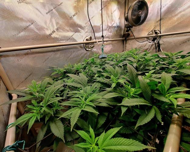 Frozen Cherry Reloaded 🍒❄️. Week 8