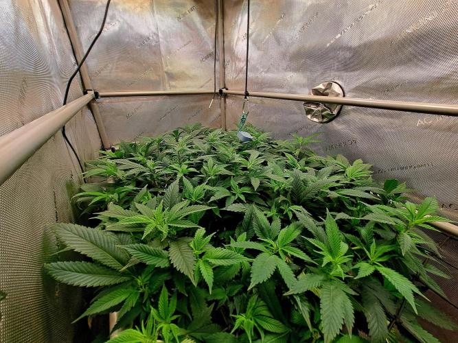 Frozen Cherry Reloaded 🍒❄️. Week 8