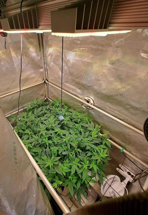 Frozen Cherry Reloaded 🍒❄️. Week 8