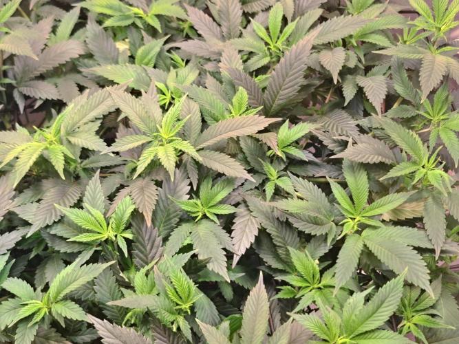 Frozen Cherry Reloaded 🍒❄️. Week 8