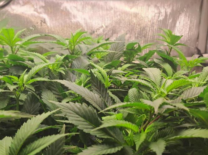 Frozen Cherry Reloaded 🍒❄️. Week 8