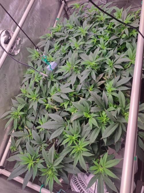Frozen Cherry Reloaded 🍒❄️. Week 8