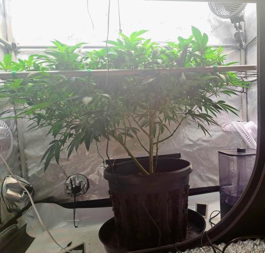 Frozen Cherry Reloaded 🍒❄️. Week 8