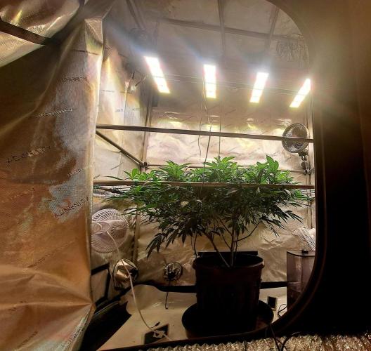 Frozen Cherry Reloaded 🍒❄️. Week 8