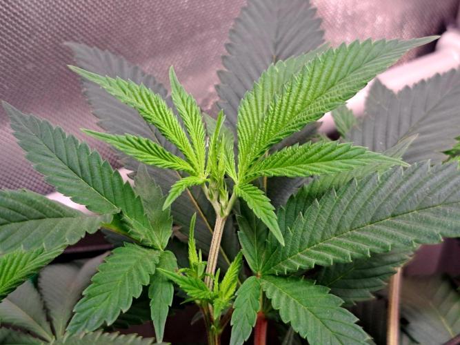 Frozen Cherry Reloaded 🍒❄️. Week 8
