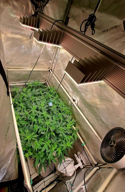 Frozen Cherry Reloaded 🍒❄️. Week 8