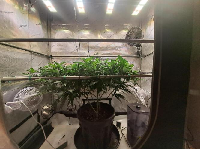 Frozen Cherry Reloaded 🍒❄️. Week 8
