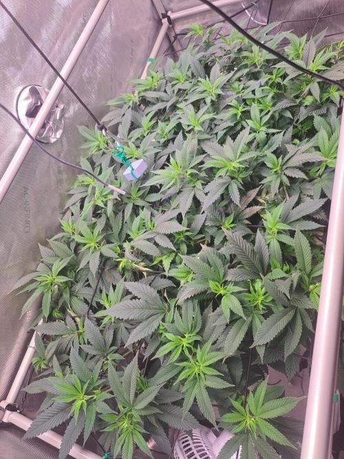 Frozen Cherry Reloaded 🍒❄️. Week 8