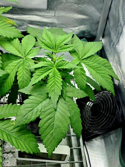 Interstellar Bloom. Week 3
