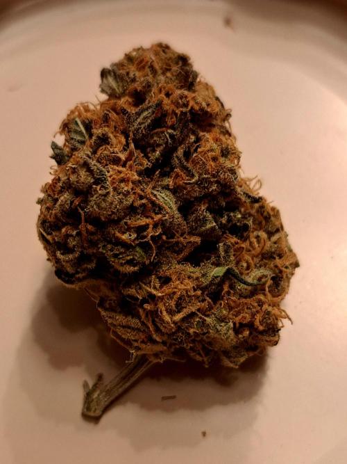 Sweet Cherry Pie by sweet seeds. Week 21