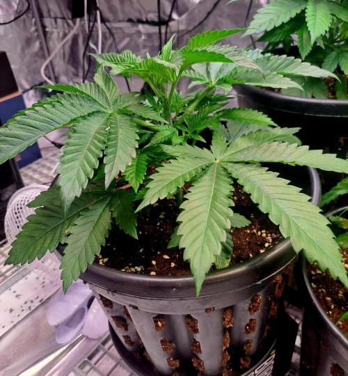 Let’s Get Juicy 🍊. Week 3