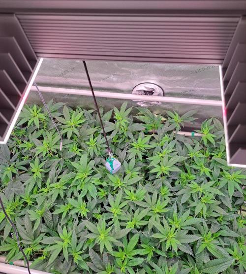 Frozen Cherry Reloaded 🍒❄️. Week 9