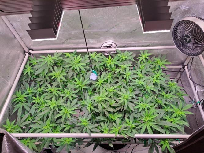 Frozen Cherry Reloaded 🍒❄️. Week 10