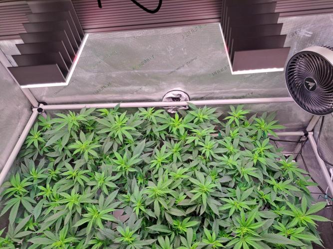 Frozen Cherry Reloaded 🍒❄️. Week 10