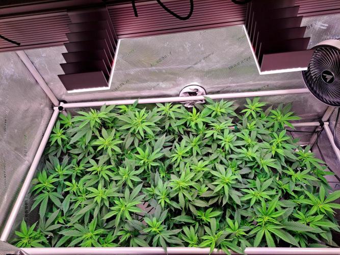 Frozen Cherry Reloaded 🍒❄️. Week 10