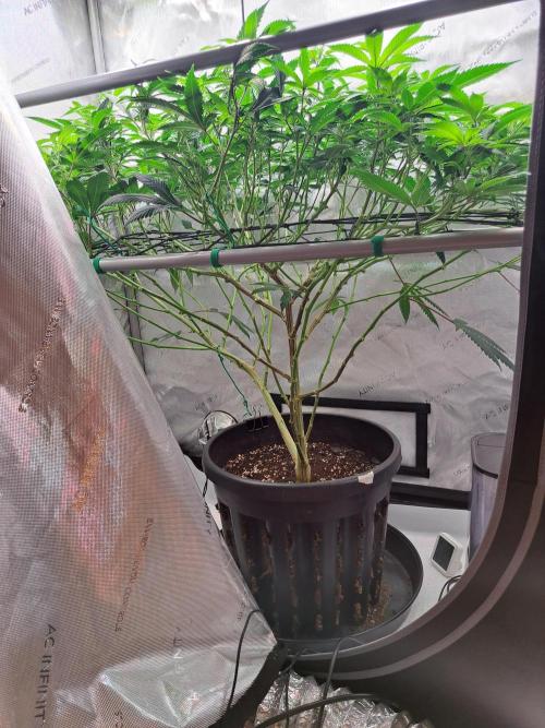 Frozen Cherry Reloaded 🍒❄️. Week 10