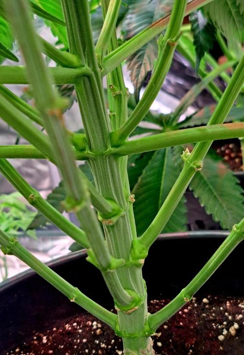 Interstellar Bloom. Week 5