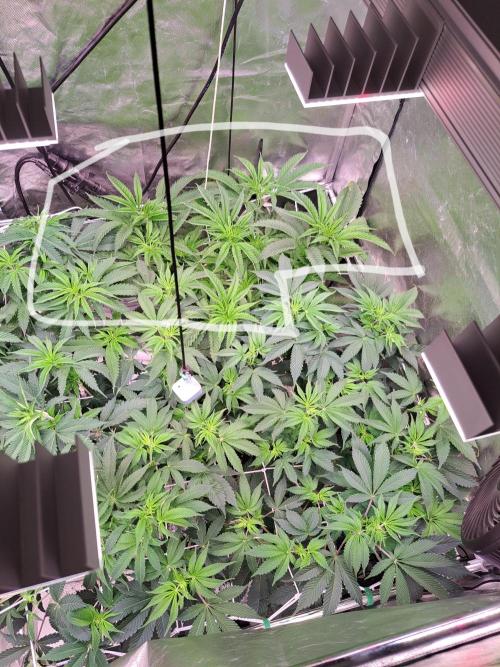 Rumble in the Jungle 🌋🔥. Week 7
