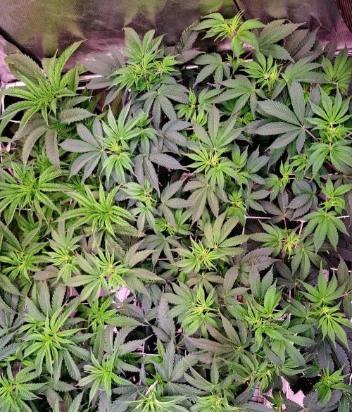 Frosted Guava. Week 6