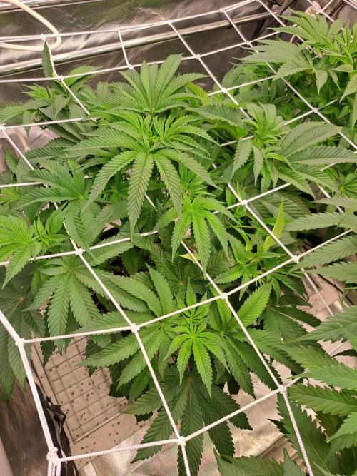 Let’s Get Juicy 🍊. Week 7
