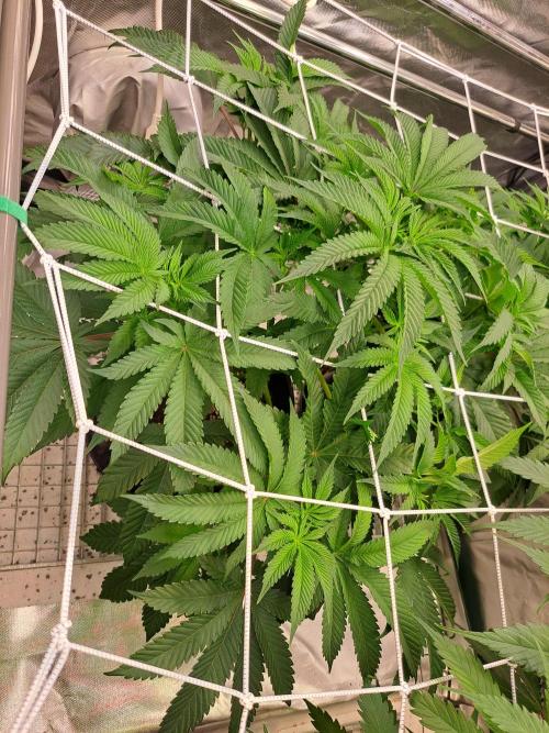 Let’s Get Juicy 🍊. Week 7