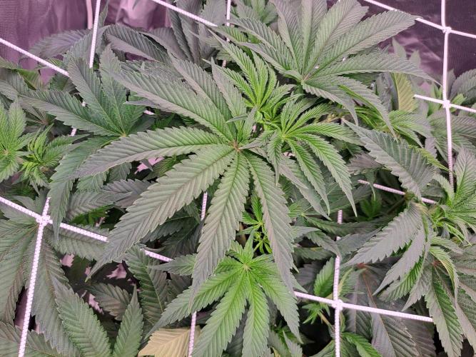 Let’s Get Juicy 🍊. Week 7