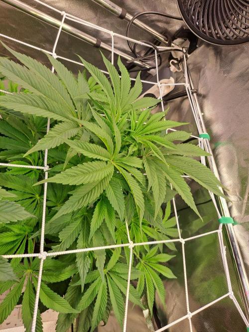 Nebula. Week 7
