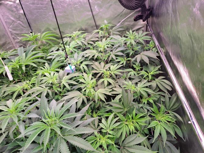 Frosted Guava. Week 8