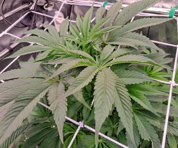 Interstellar Bloom. Week 8