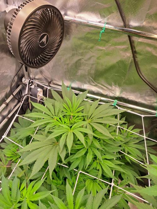 Nebula. Week 9