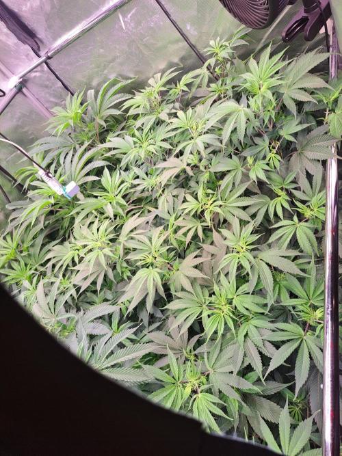 Rumble in the Jungle 🌋🔥. Week 9