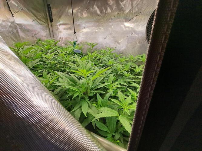 Frozen Cherry Reloaded 🍒❄️. Week 14