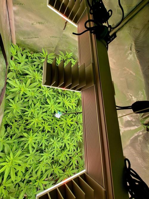 Frozen Cherry Reloaded 🍒❄️. Week 14