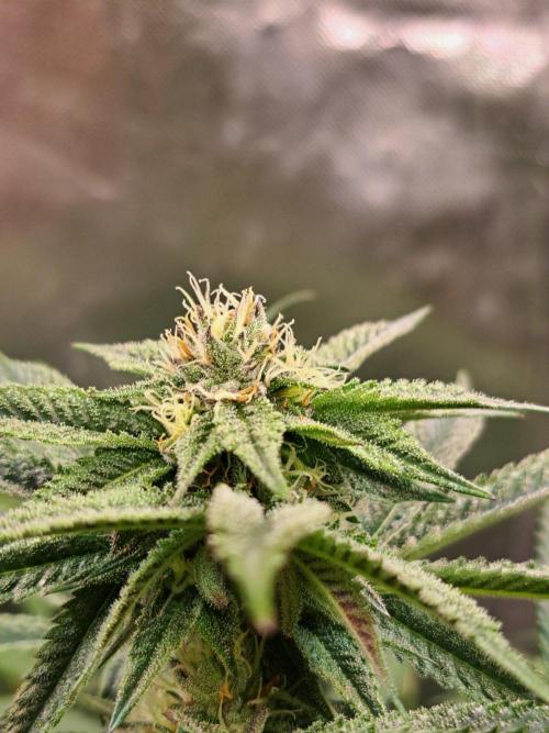 Let’s Get Juicy 🍊. Week 12