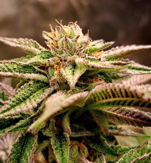 Let’s Get Juicy 🍊. Week 14