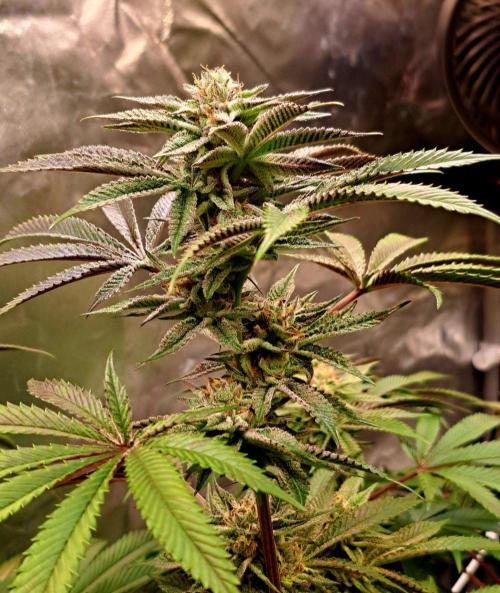 Let’s Get Juicy 🍊. Week 14