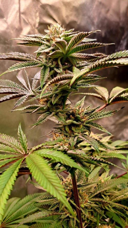 Let’s Get Juicy 🍊. Week 14