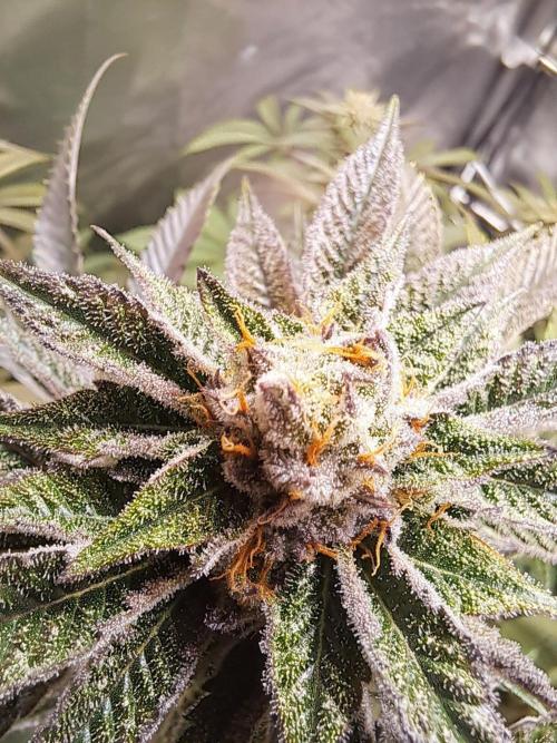 Let’s Get Juicy 🍊. Week 14